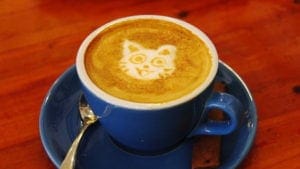 Coffee Cat