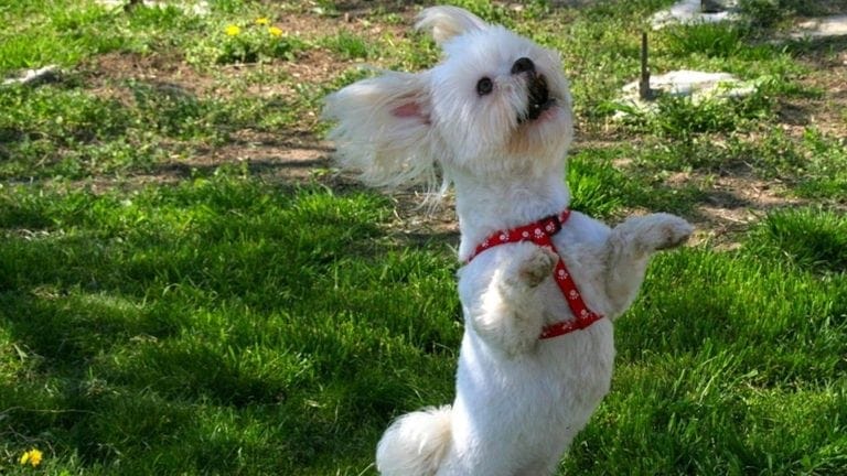 Dancing Dog courtesy of Pixabay