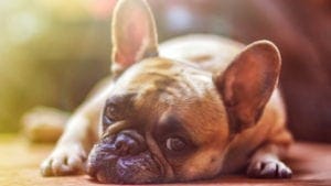 French Bulldog Public Domain